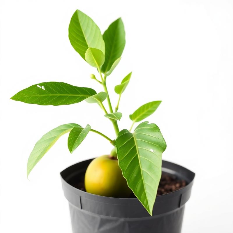 Tommy Atkins Mango