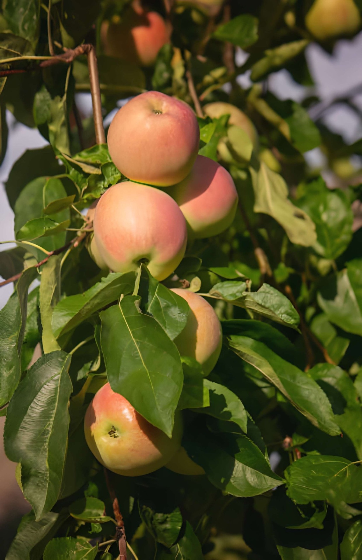Anna Apple