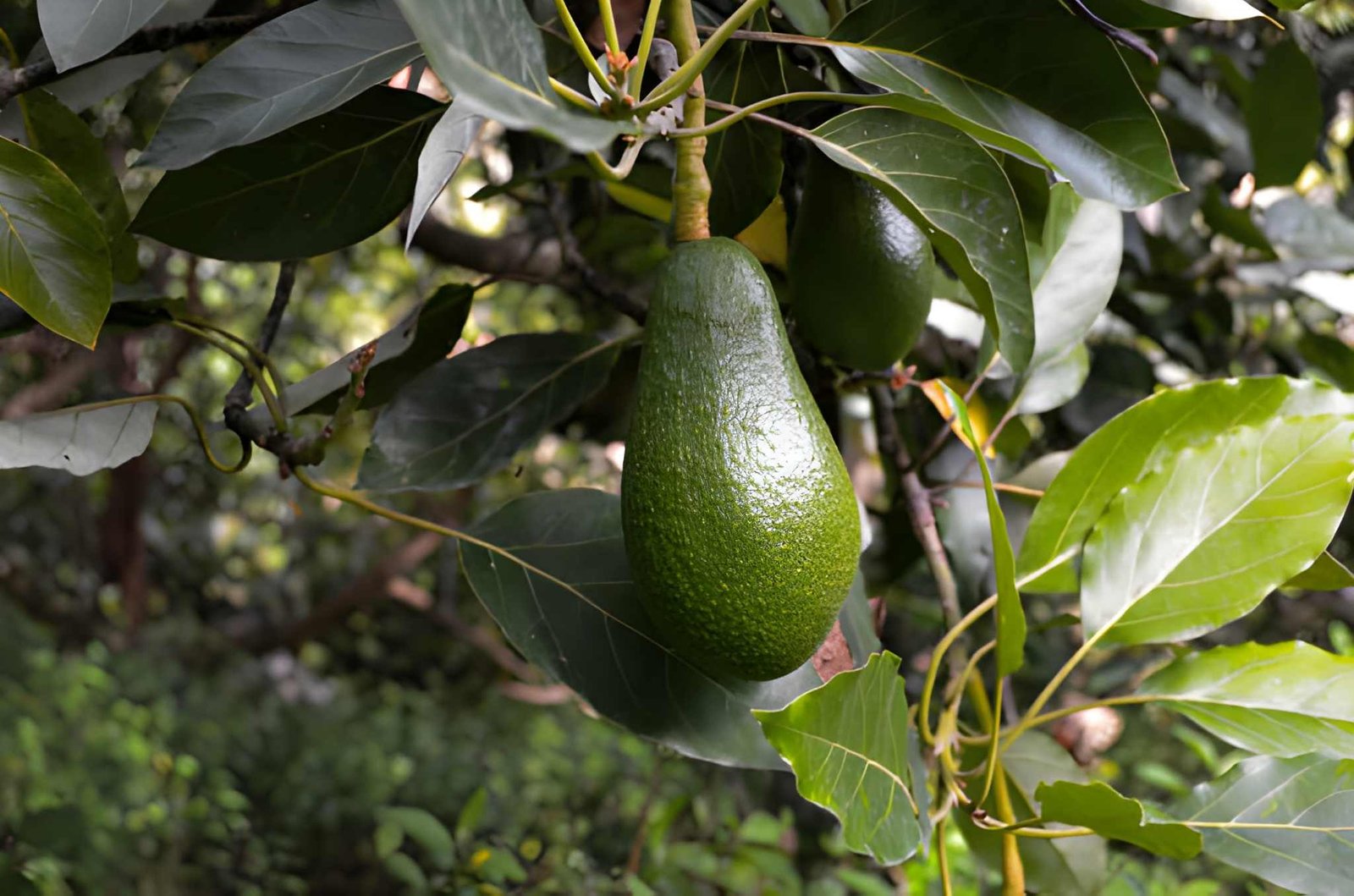 Fuerte Avocado