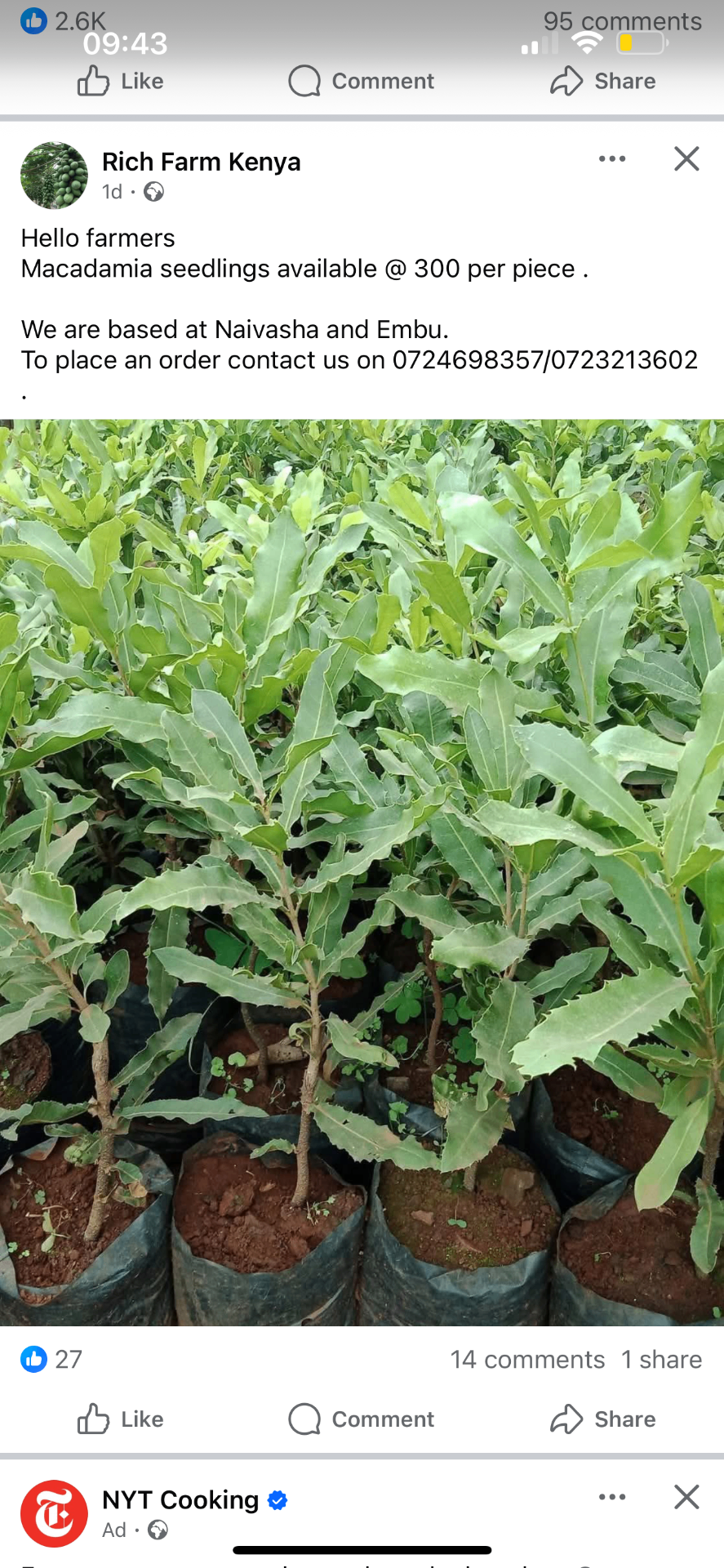 Macadamia — Muranga 20