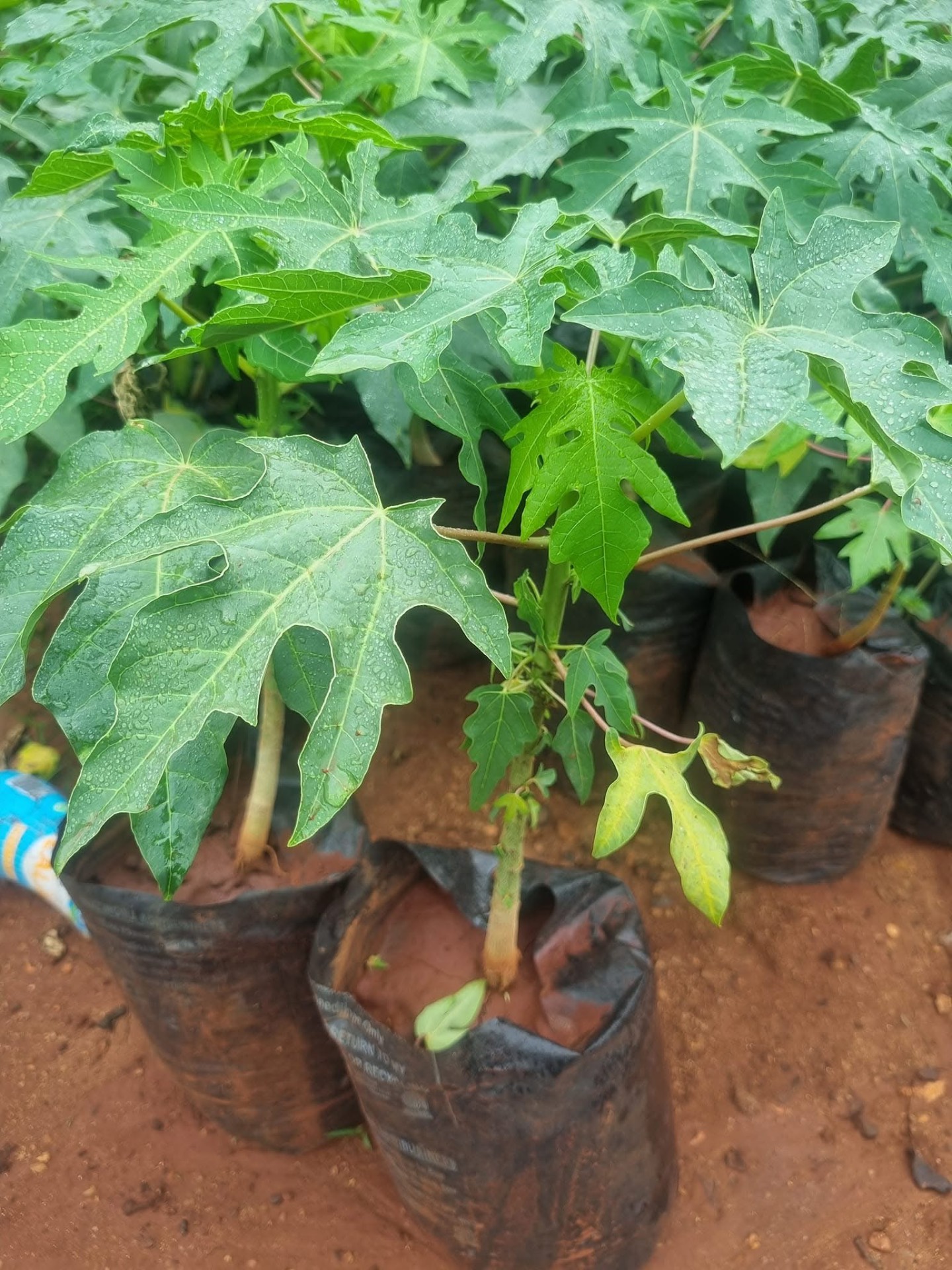 Malkia F1 Pawpaw