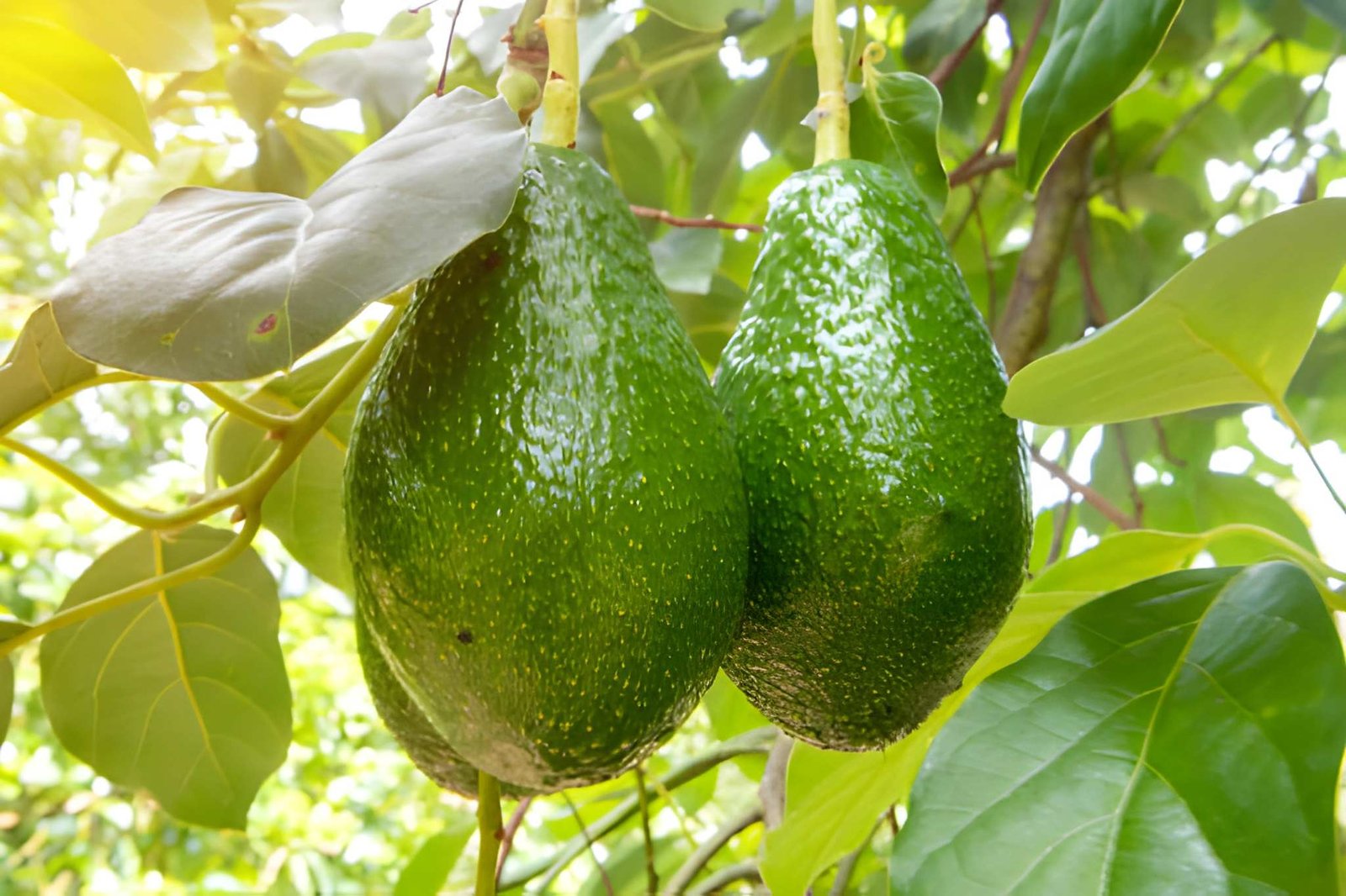 Pinkerton Avocado