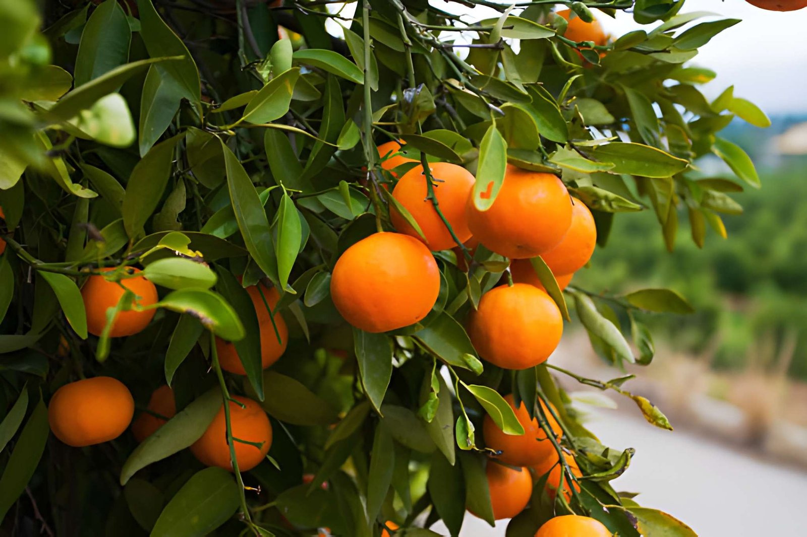 Pixie Orange
