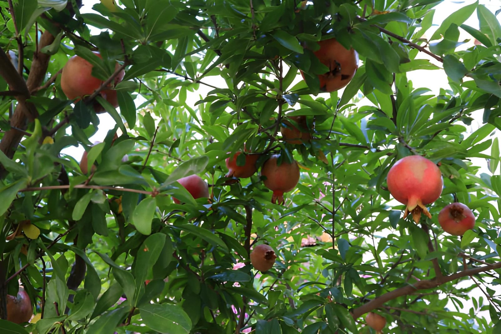 Pomegranate