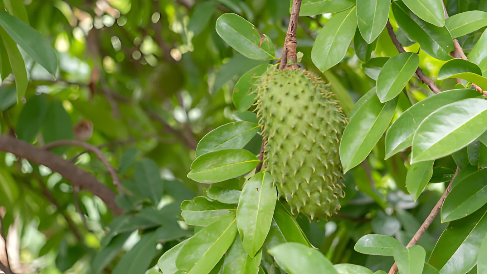 Soursop (Mstafeli)