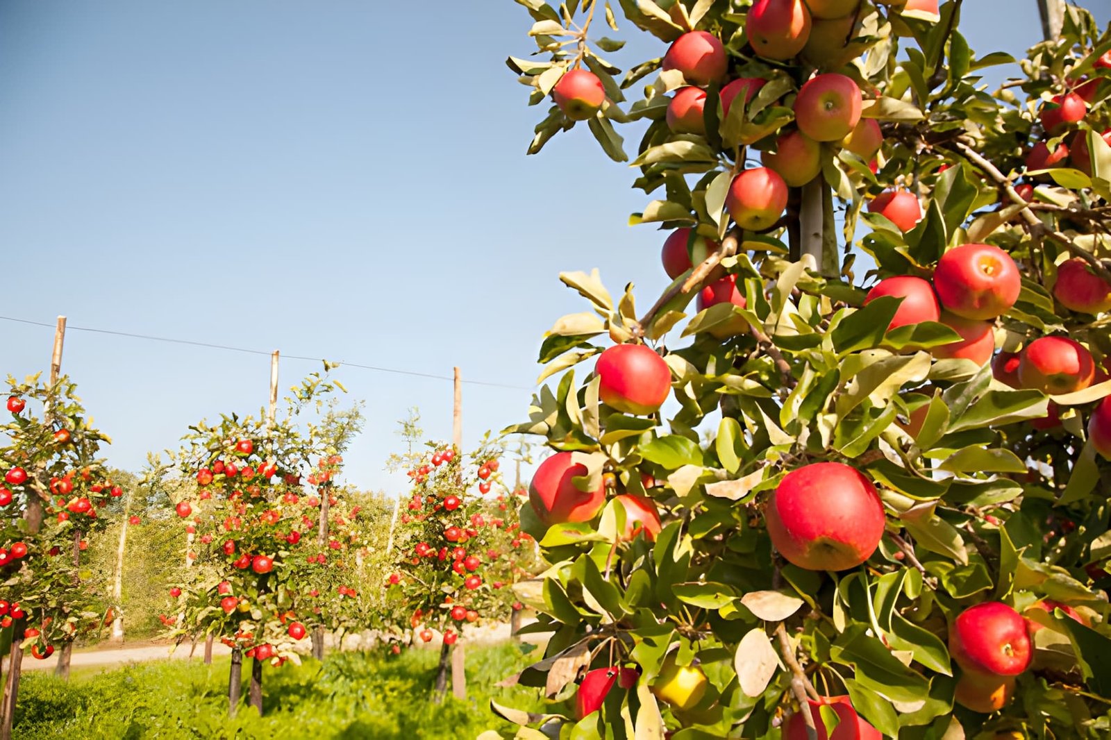 Wambugu Apple