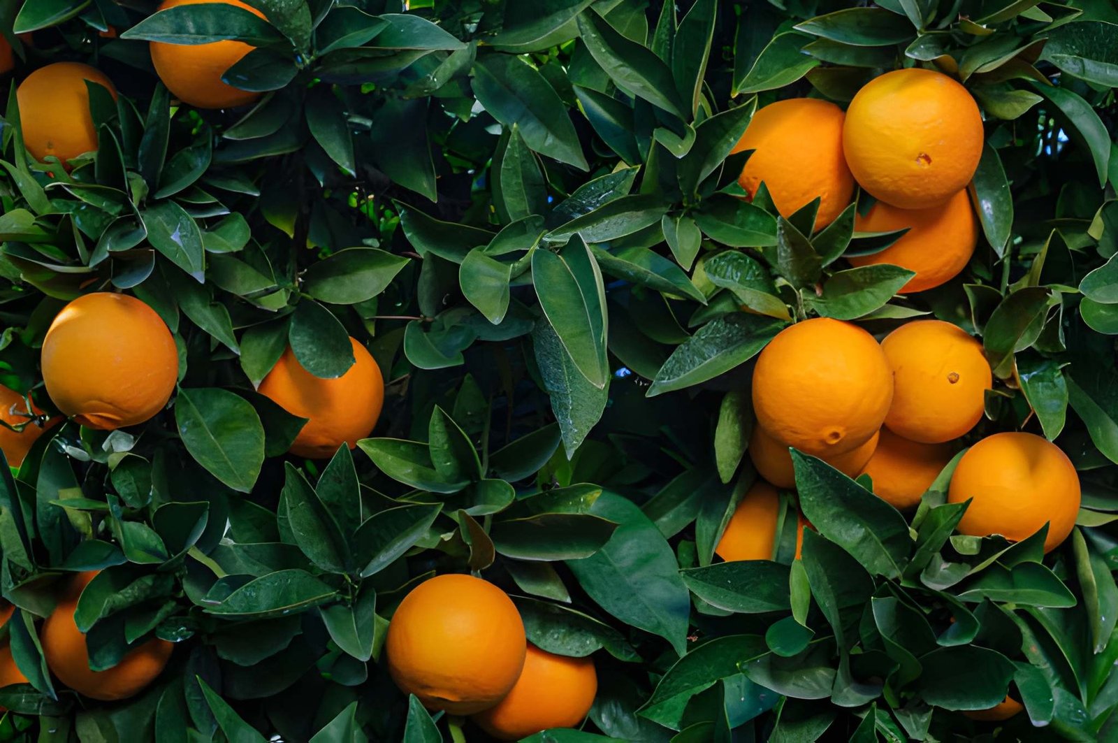 Washington Orange